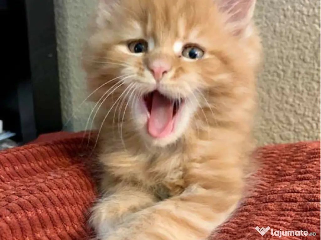 Maine coon pisoiași