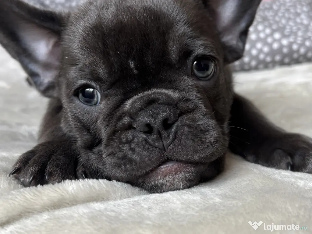 Bulldog francez blue mascul 