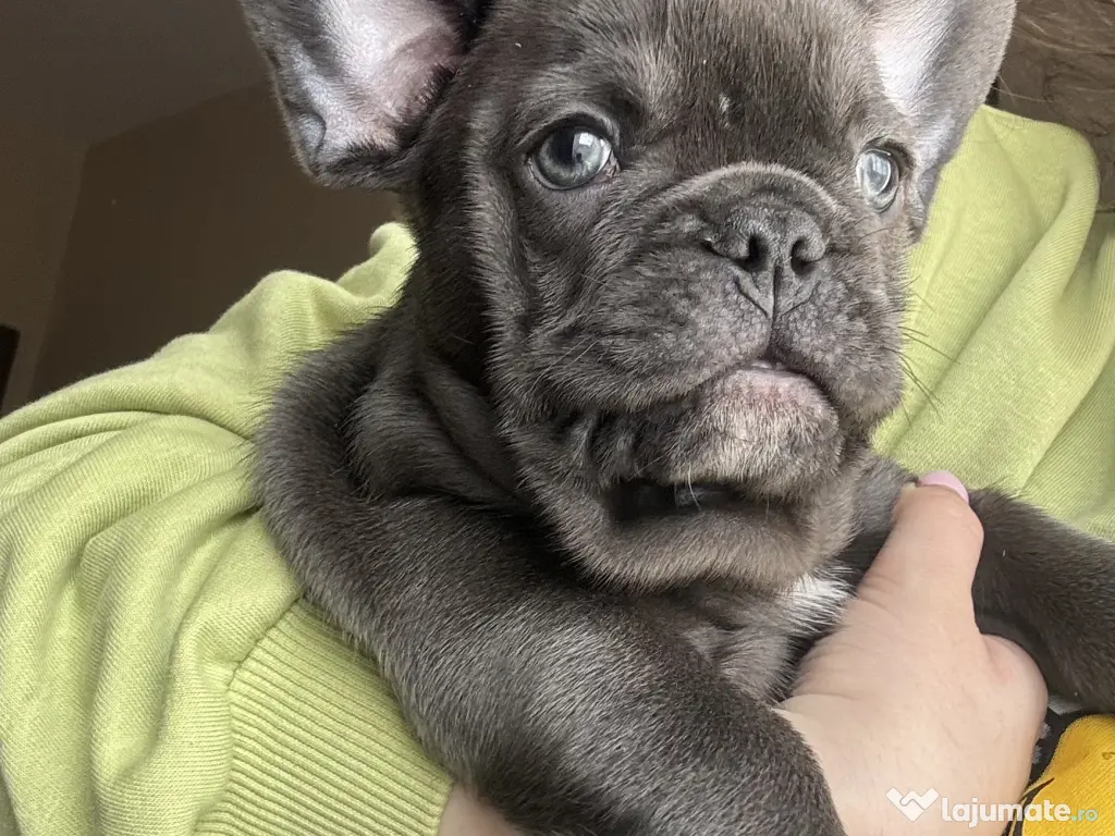 Bulldog francez blue mascul 