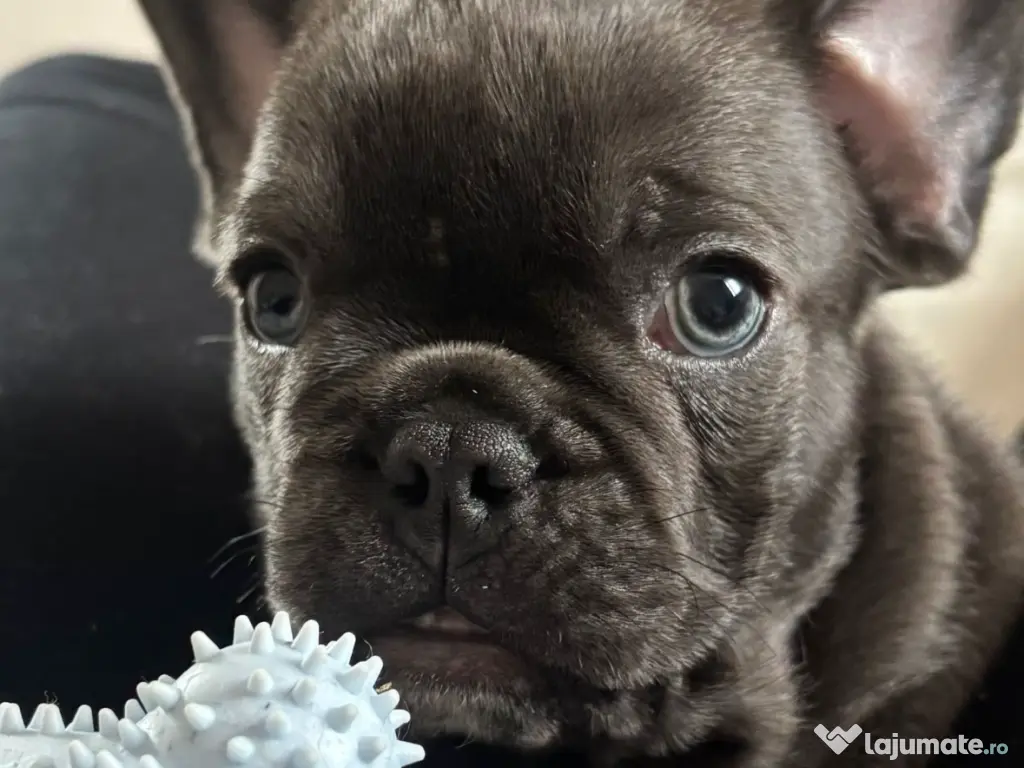 Bulldog francez blue mascul 