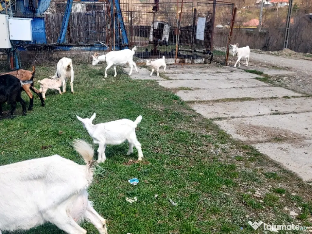 Capre la prima și a doua fătare. 