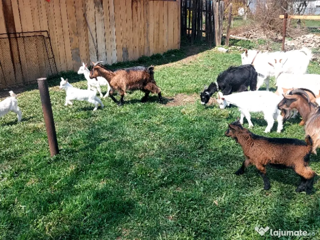 Capre la prima și a doua fătare. 