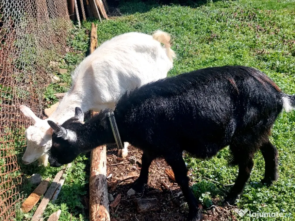 Capre la prima și a doua fătare. 