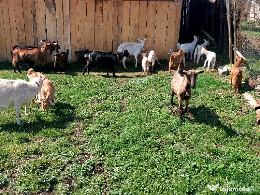 Capre la prima și a doua fătare. 