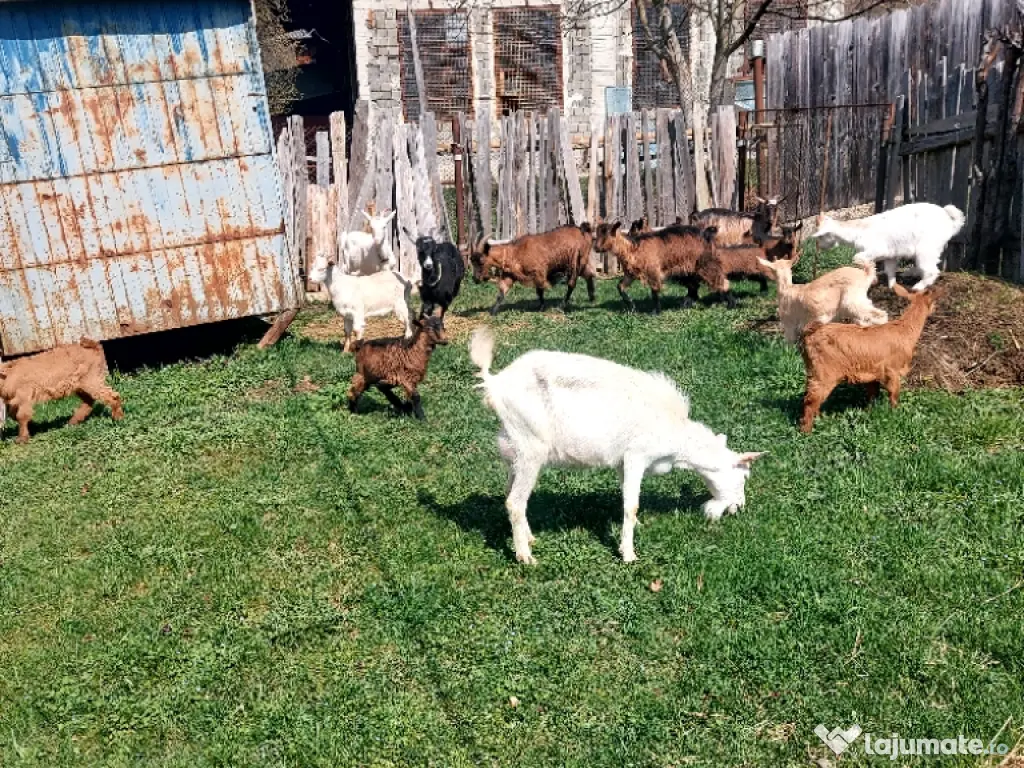 Capre la prima și a doua fătare. 