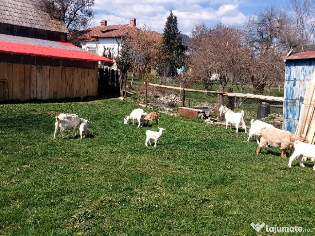Capre la prima și a doua fătare. 