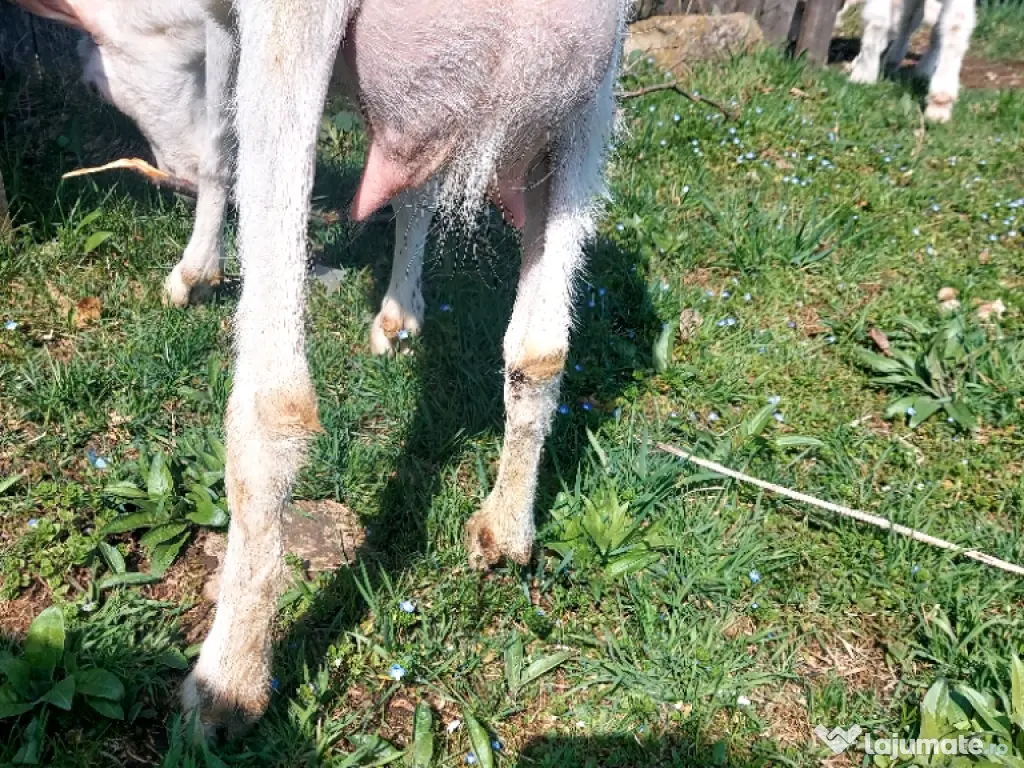 Capre la prima și a doua fătare. 