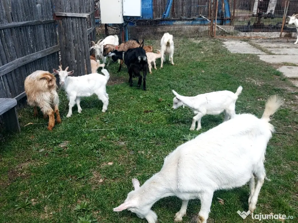 Capre la prima și a doua fătare. 