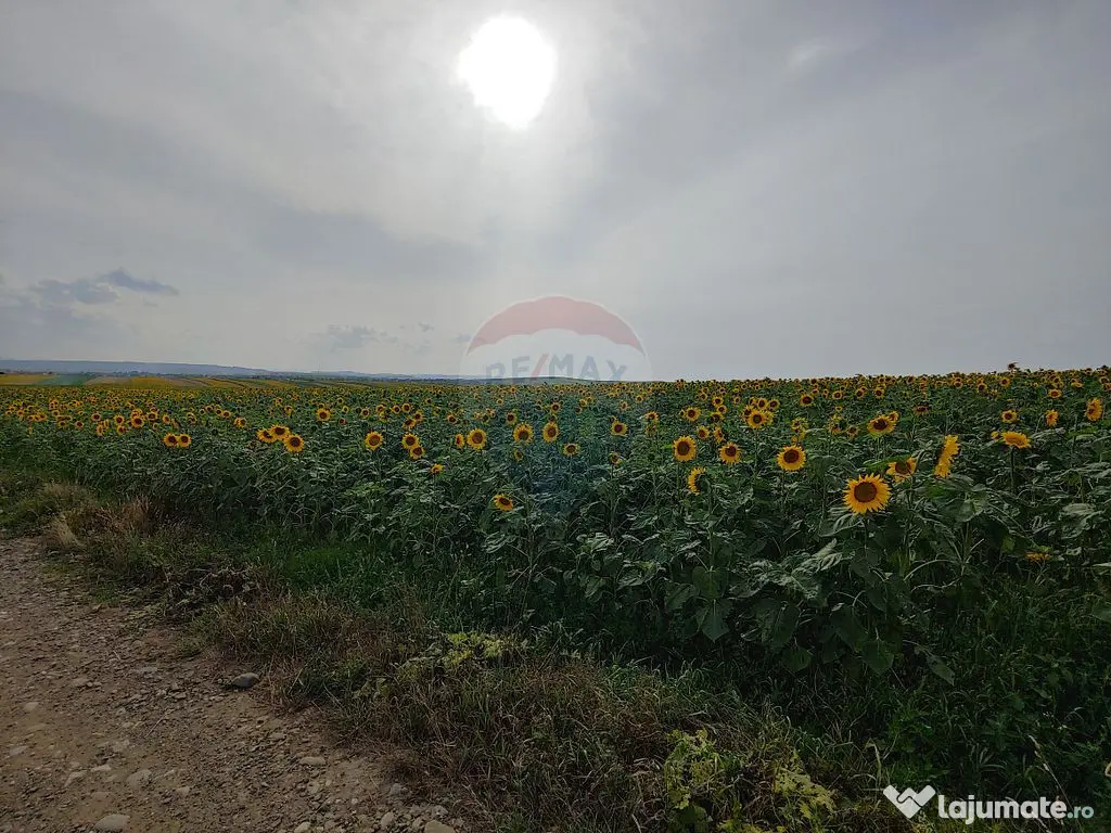 Teren parțial intravilan-300000mp Stroiești-Trei Movile...