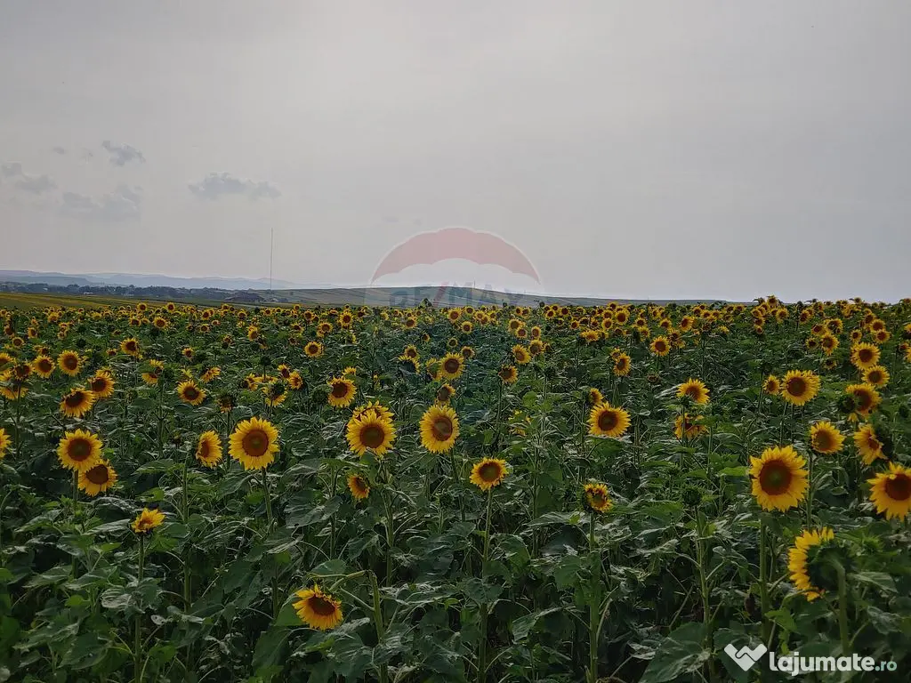 Teren parțial intravilan-300000mp Stroiești-Trei Movile...