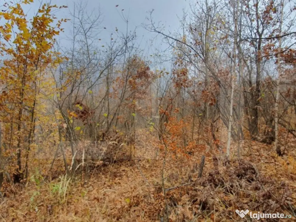 Teren Muntele Rece 3000mp, Intravilan utilitati