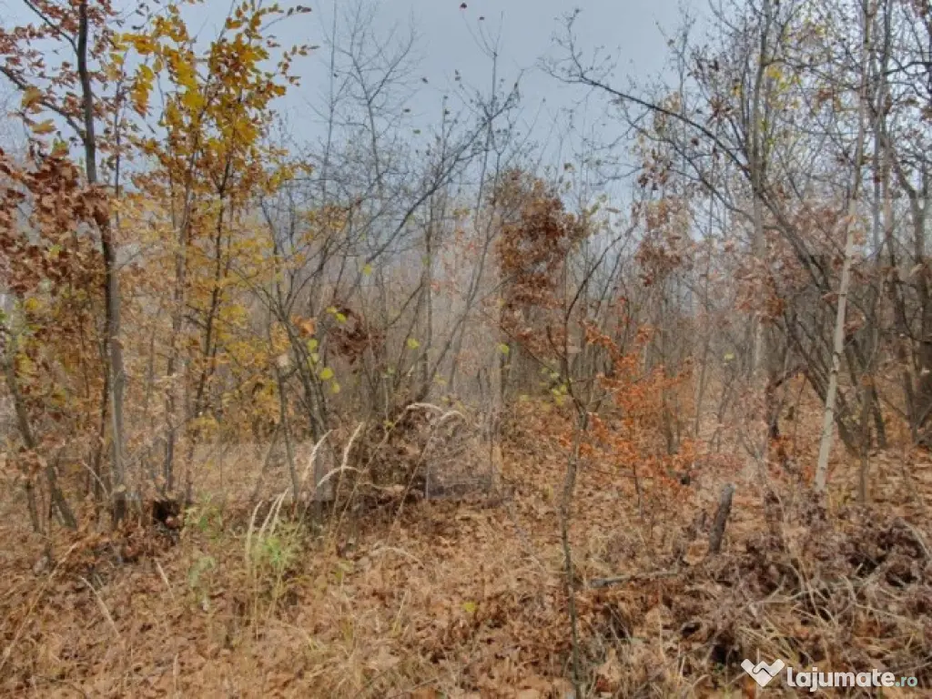 Teren Muntele Rece 3000mp, Intravilan utilitati