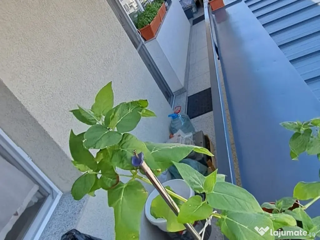 PF|Apartament|2 cam.|55 mp|terasă 11 ml (8 mp)|Baciu - Soimului|parcare sub bloc