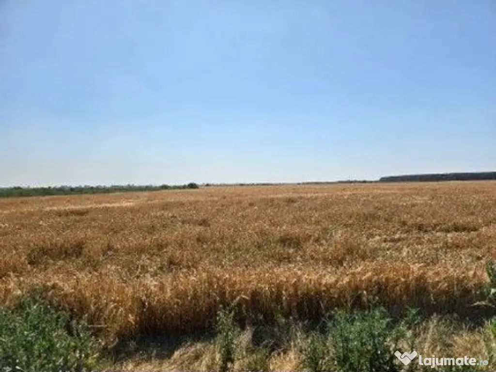 Teren extravilan cota parte 1/2, Magurele, ID: R2641535 