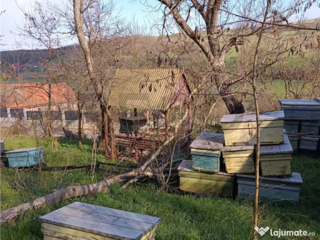 RECO TEREN GENEROS CU CABANA 