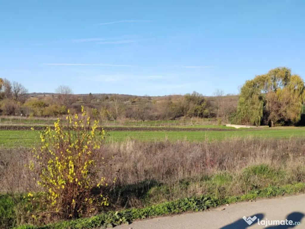 EXCLUSIVITATE -Teren Simnicul de Sus - 1000mp Intravilan