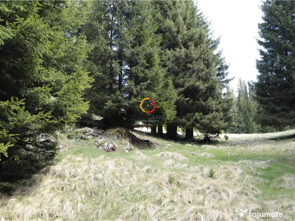 Terenuri speciale Padina Busteni, sunt dispuse ca o veritabi