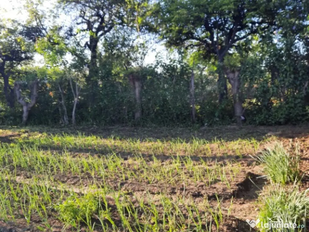 Teren intravilan, casa demolabila in Dumbravesti, Prahova 