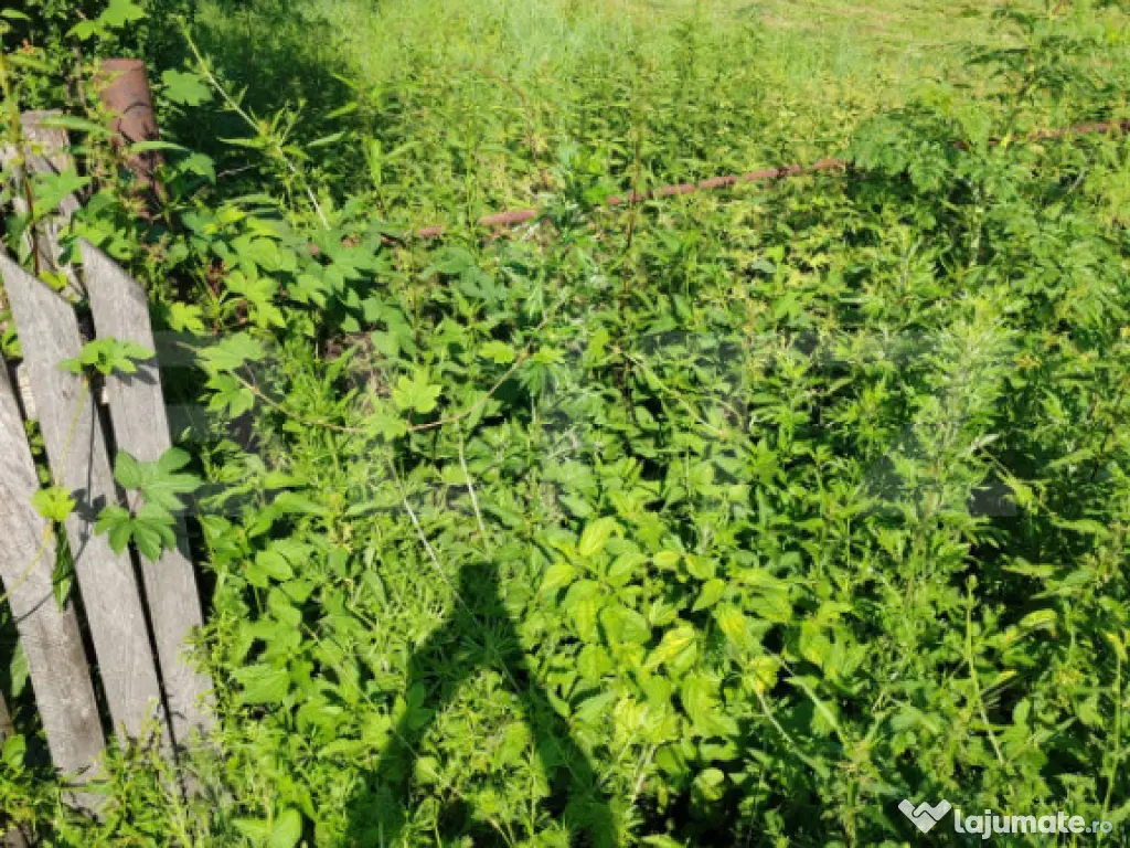 Teren intravilan, 1049 mp – Cobia, sat Mislea – ieșire