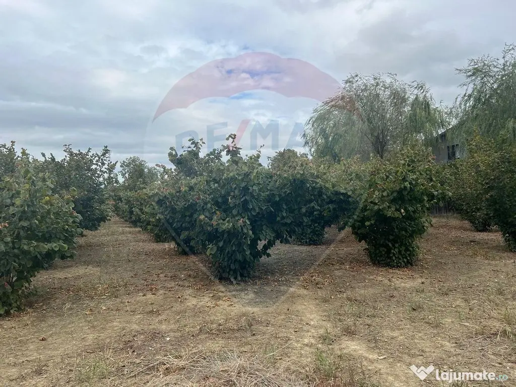 Teren 1300mp Campineanca / Intrare din Strada Hotarului