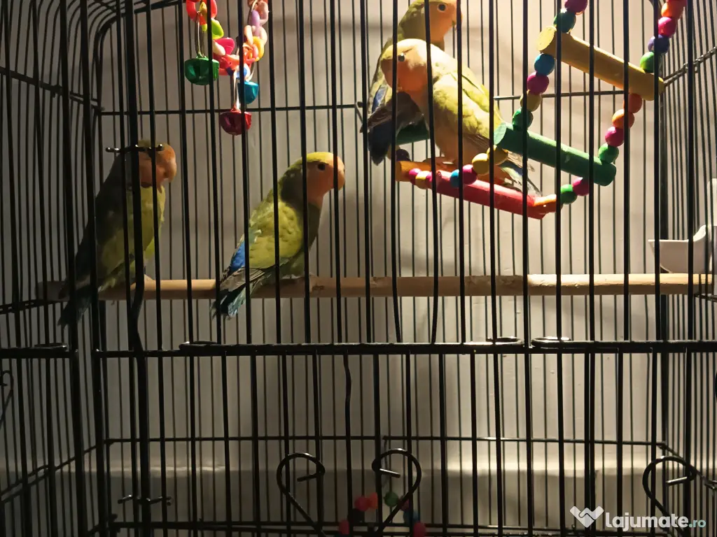 Papagali Agapornis vîrsta 3luni preț 200 lei 