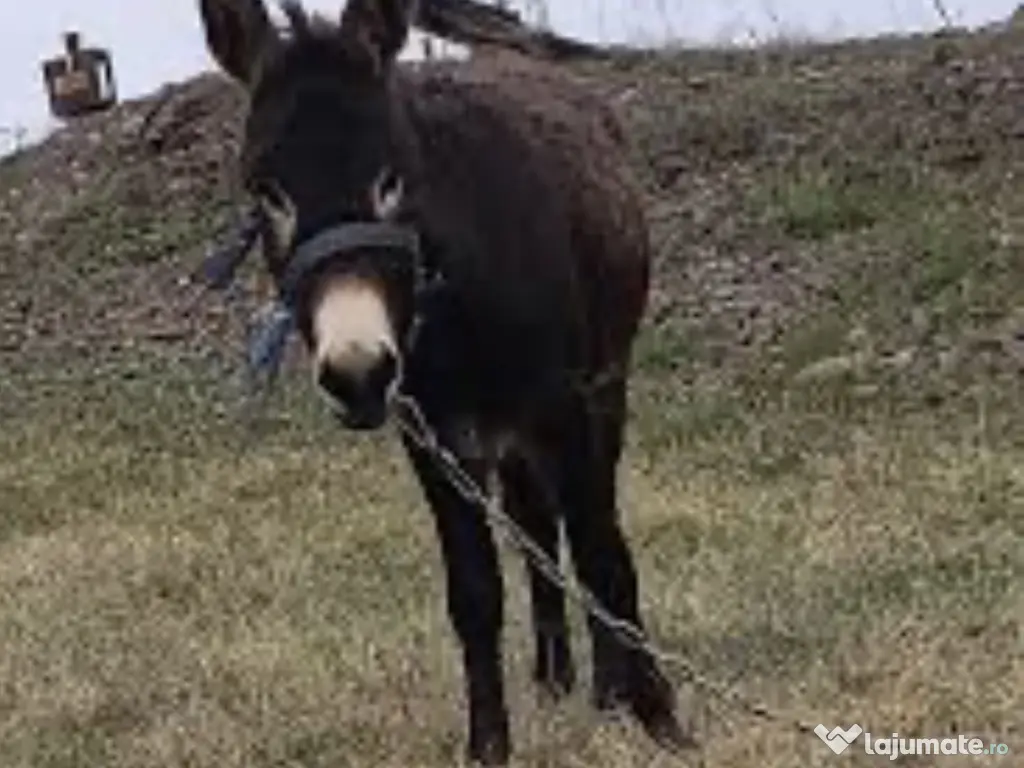 Vând măgar urgent 