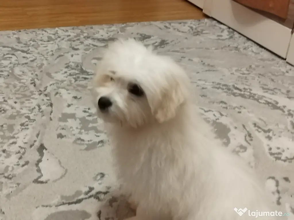 Bichon maltez baiat si fetita