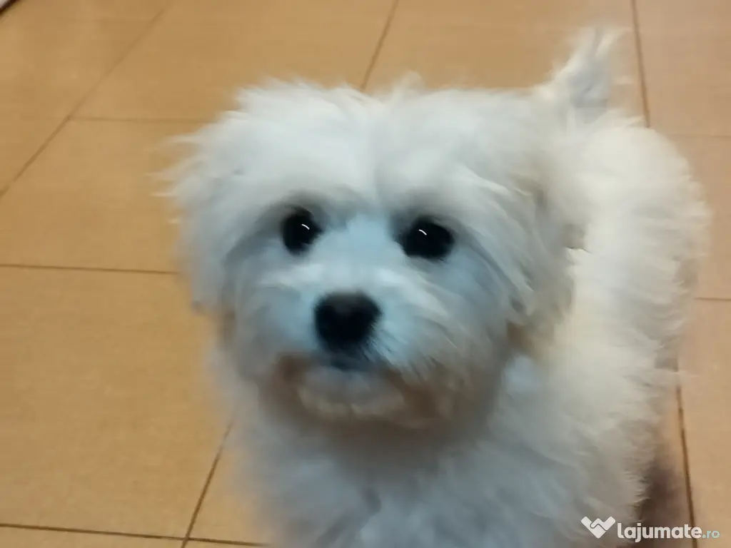 Bichon maltez baietel 