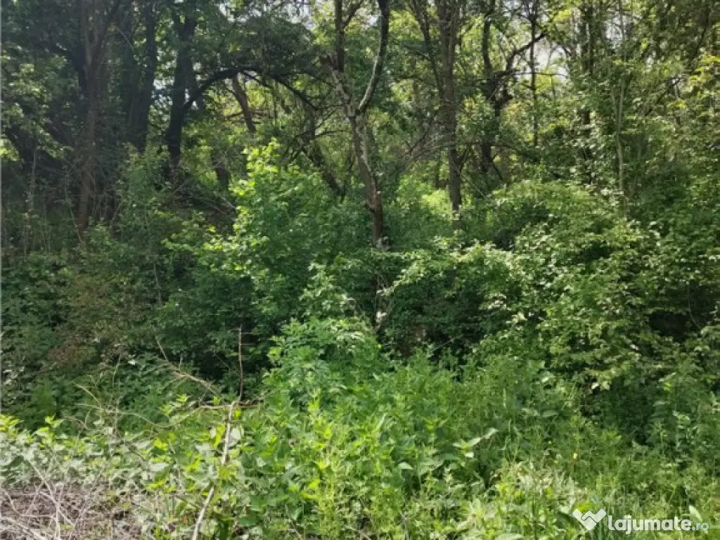 Domeniu verde autentic, 5.000mp, front la DJ, Valcele, Bra