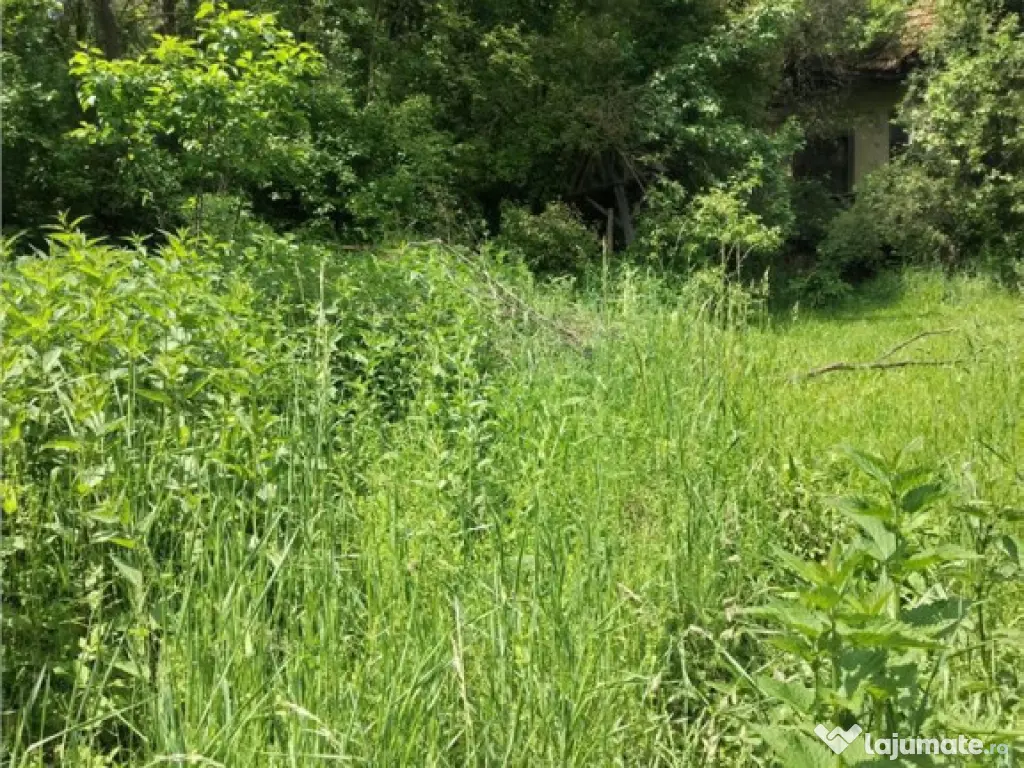 Domeniu verde autentic, 5.000mp, front la DJ, Valcele, Bra