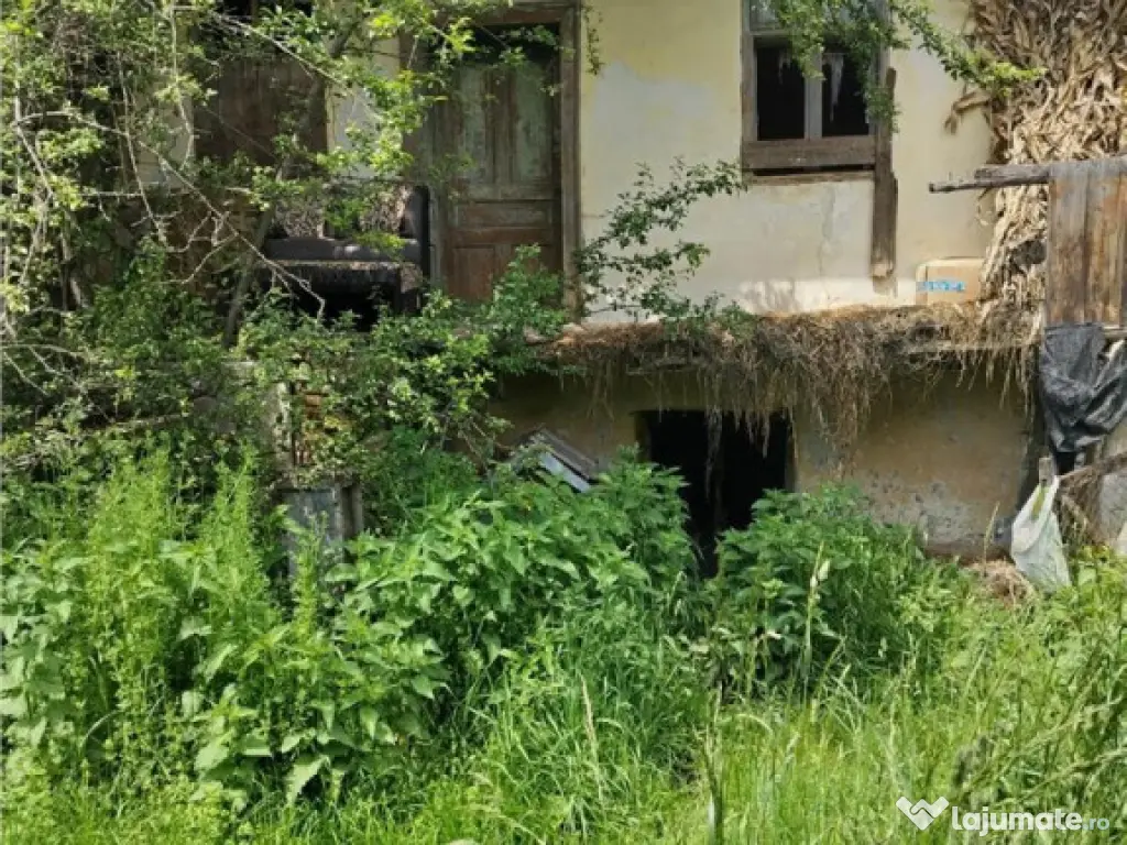 Domeniu verde autentic, 5.000mp, front la DJ, Valcele, Bra