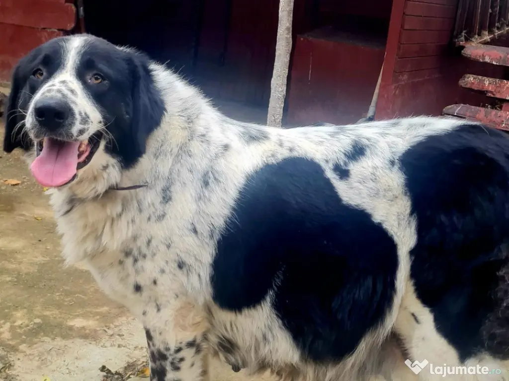 Ciobănesc de Bucovina