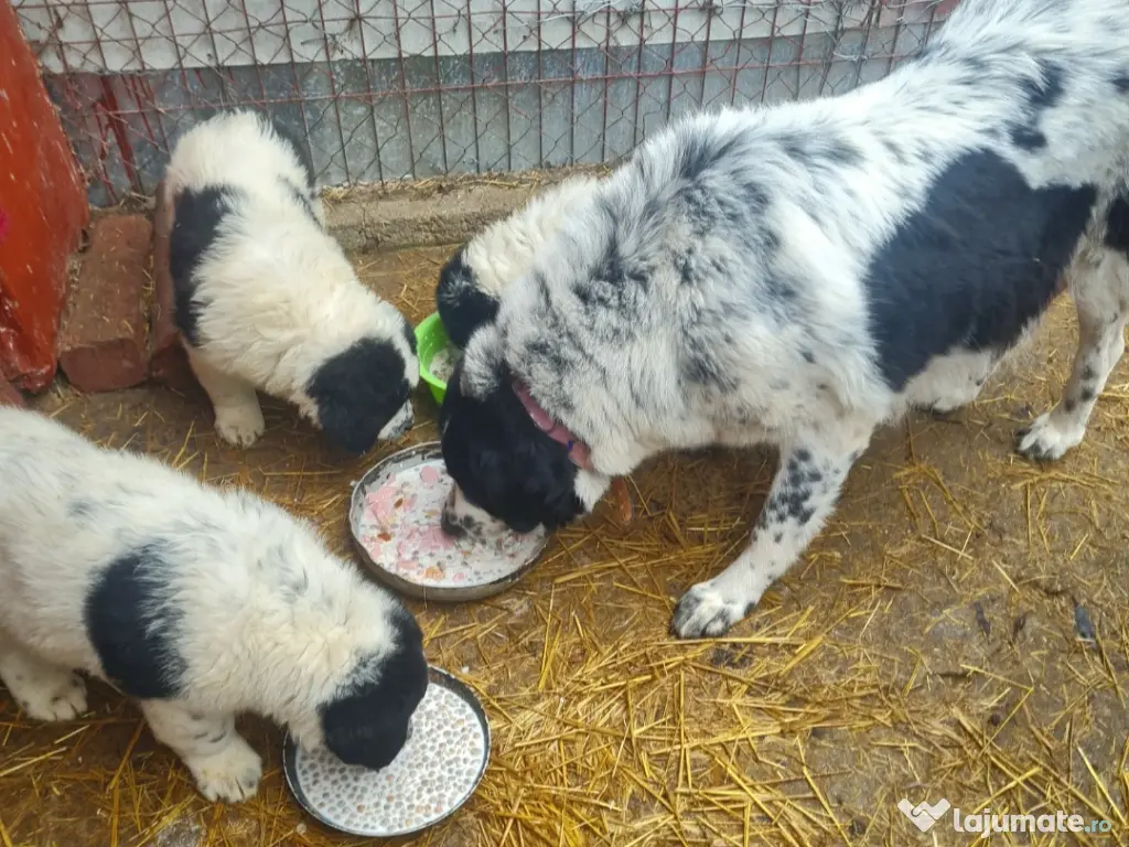Ciobănesc de Bucovina