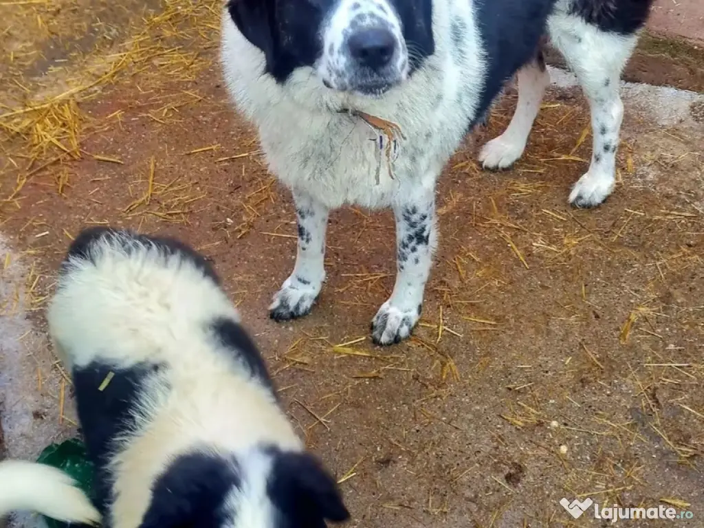 Ciobănesc de Bucovina