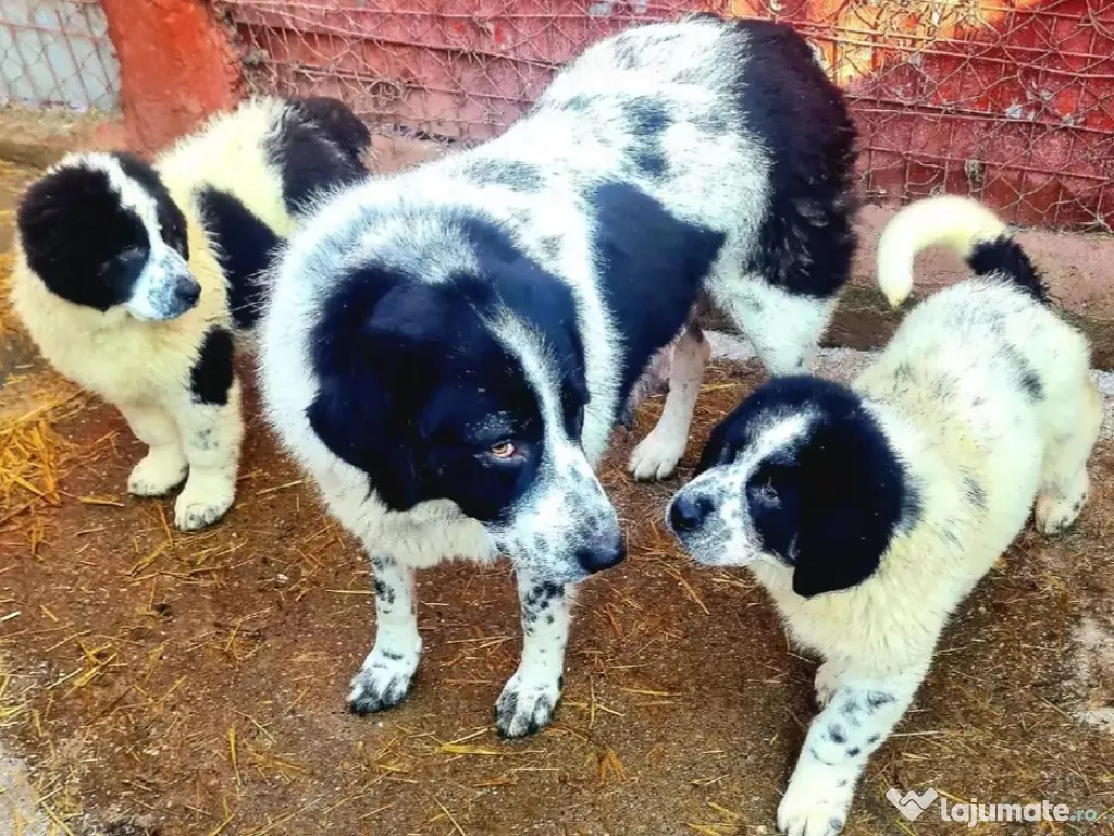 Ciobănesc de Bucovina