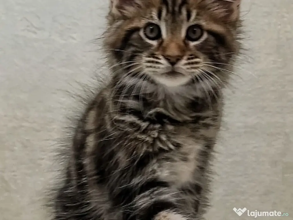 Maine coon băieței și fetițe 