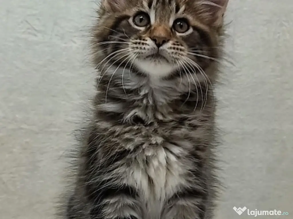 Maine coon băieței și fetițe 