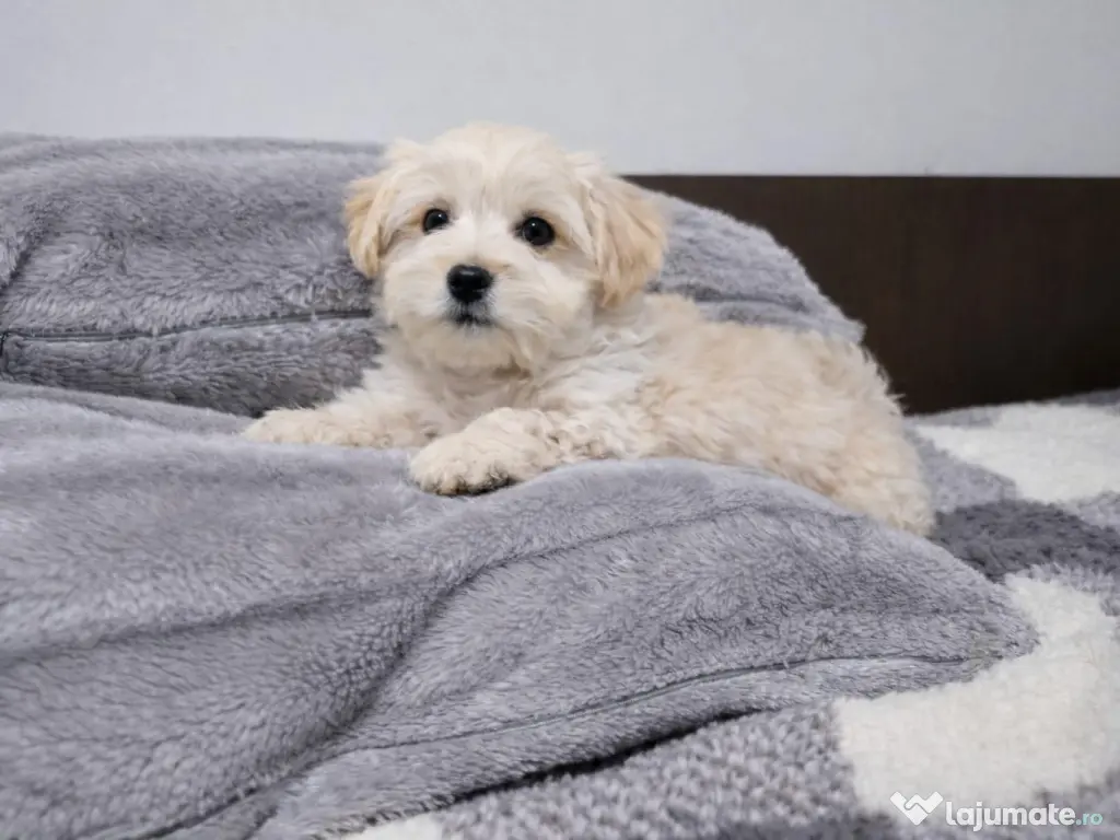 Câine jucăuș, Maltipoo