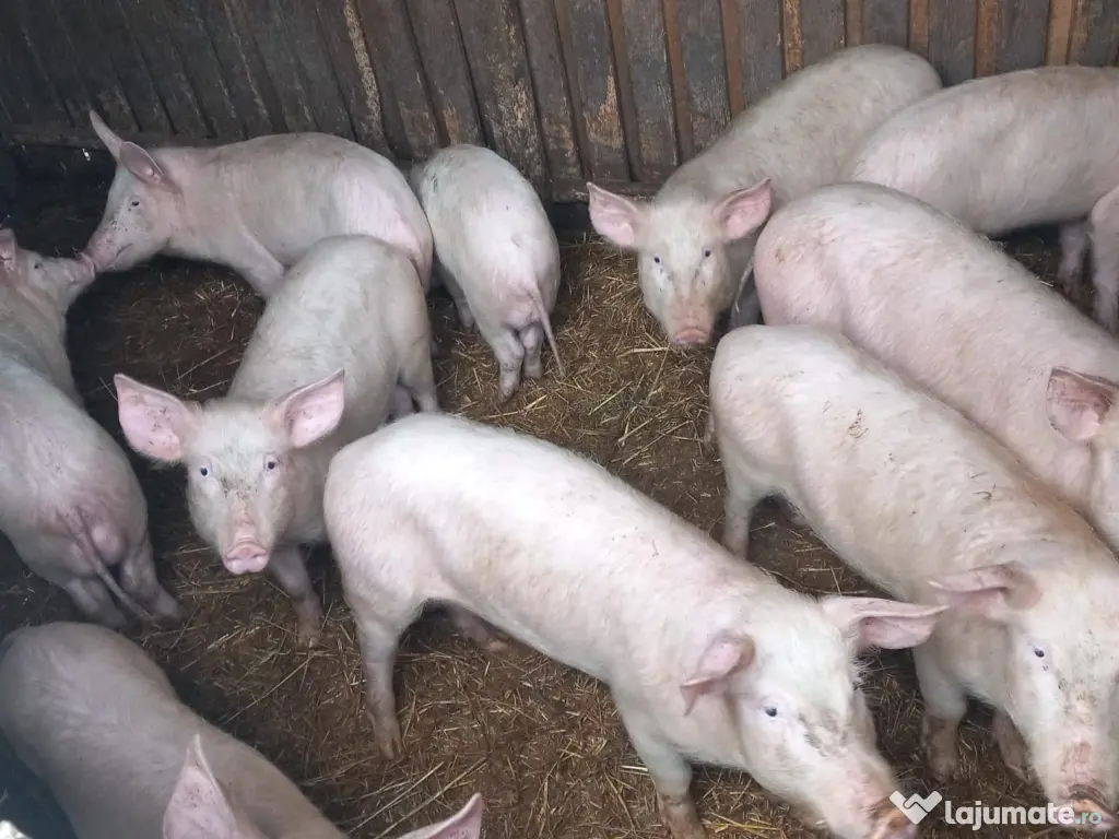 Vând Purcei de Țară