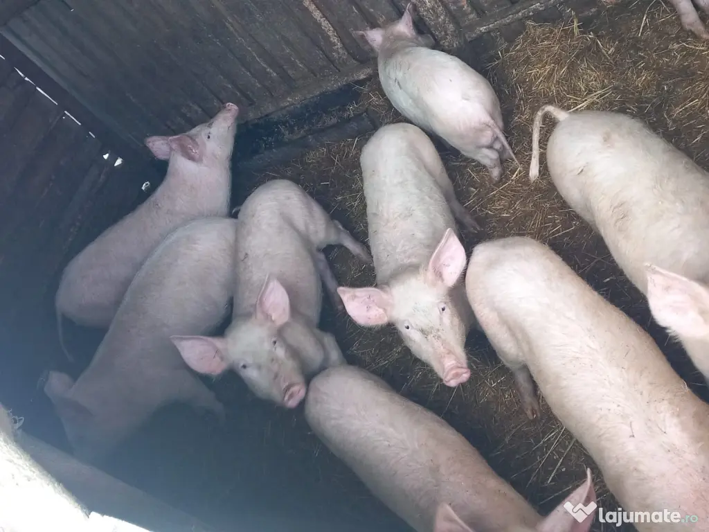 Vând Purcei de Țară