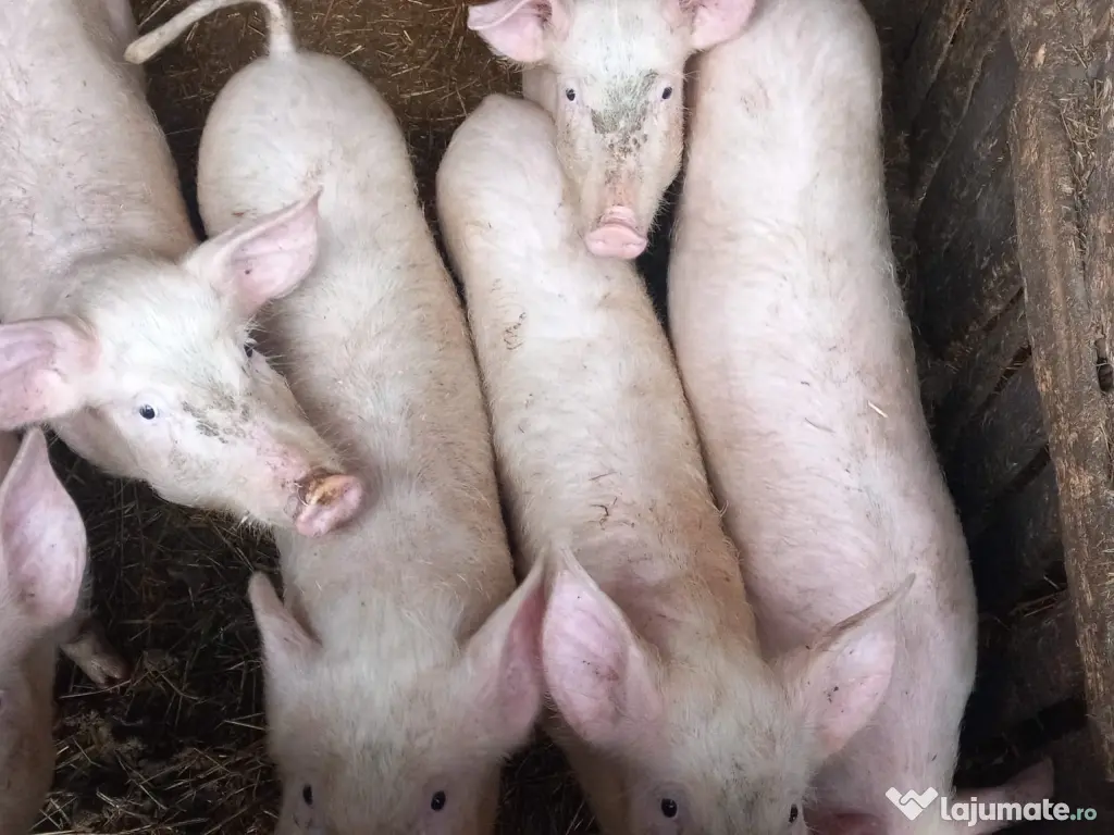 Vând Purcei de Țară