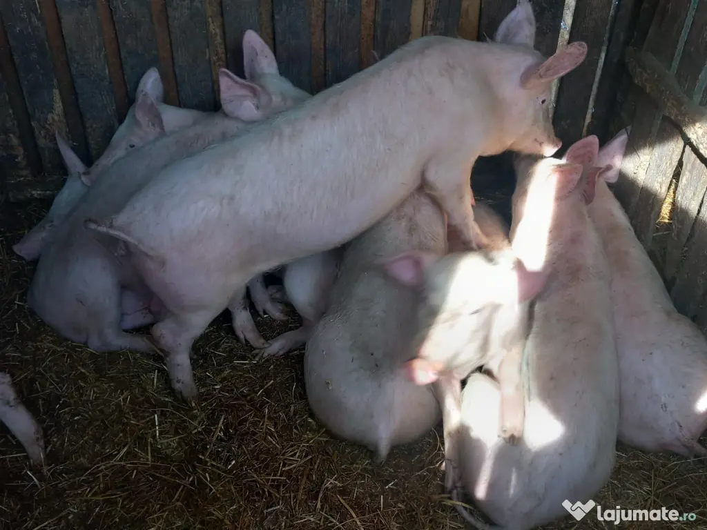 Vând Purcei de Țară