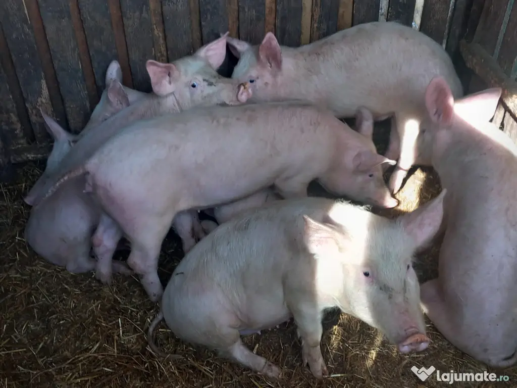 Vând Purcei de Țară