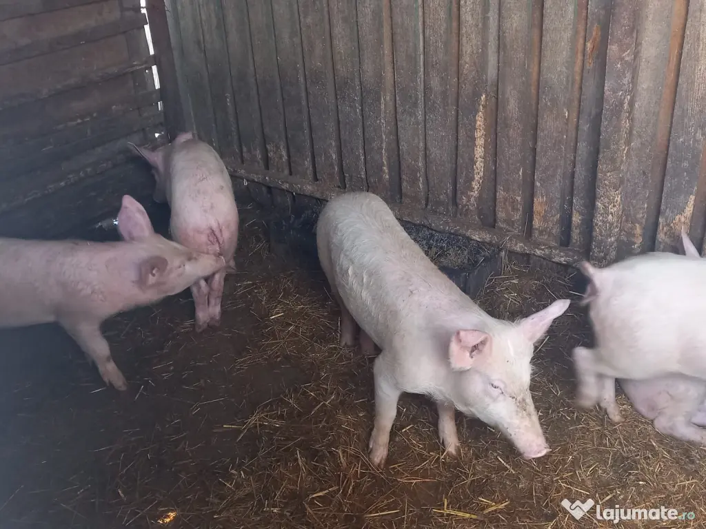 Vând Purcei de Țară