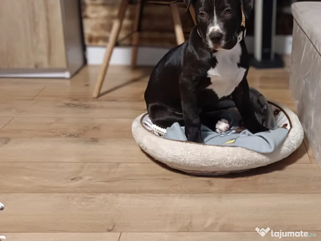 Mascul Amstaff 3 luni