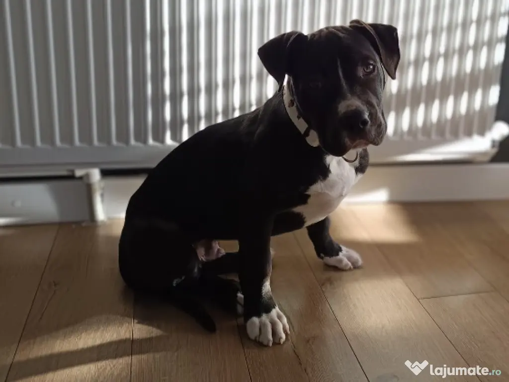 Mascul Amstaff 3 luni