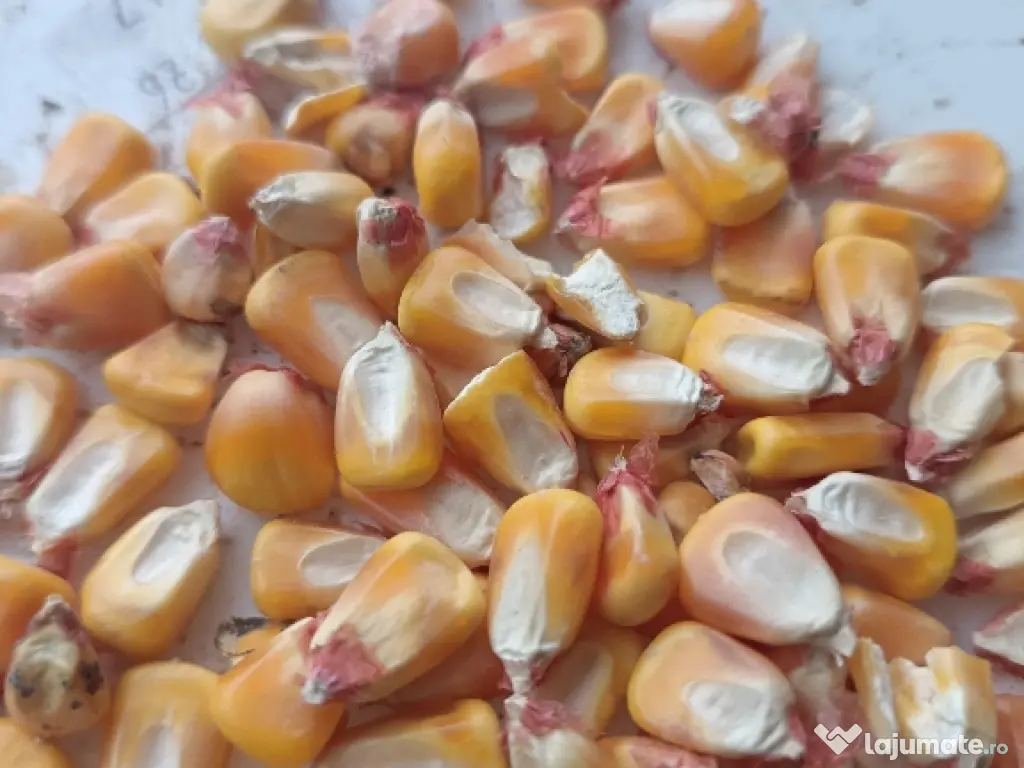 Graunte boabe de porumb 