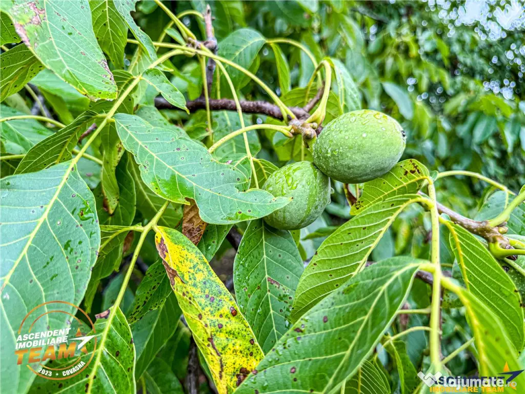 FILM3D! Casa ospitaliera,curte si gradina asortata,arie lini 