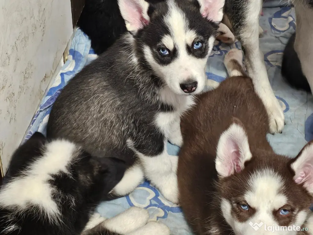 Pui husky de vanzare 