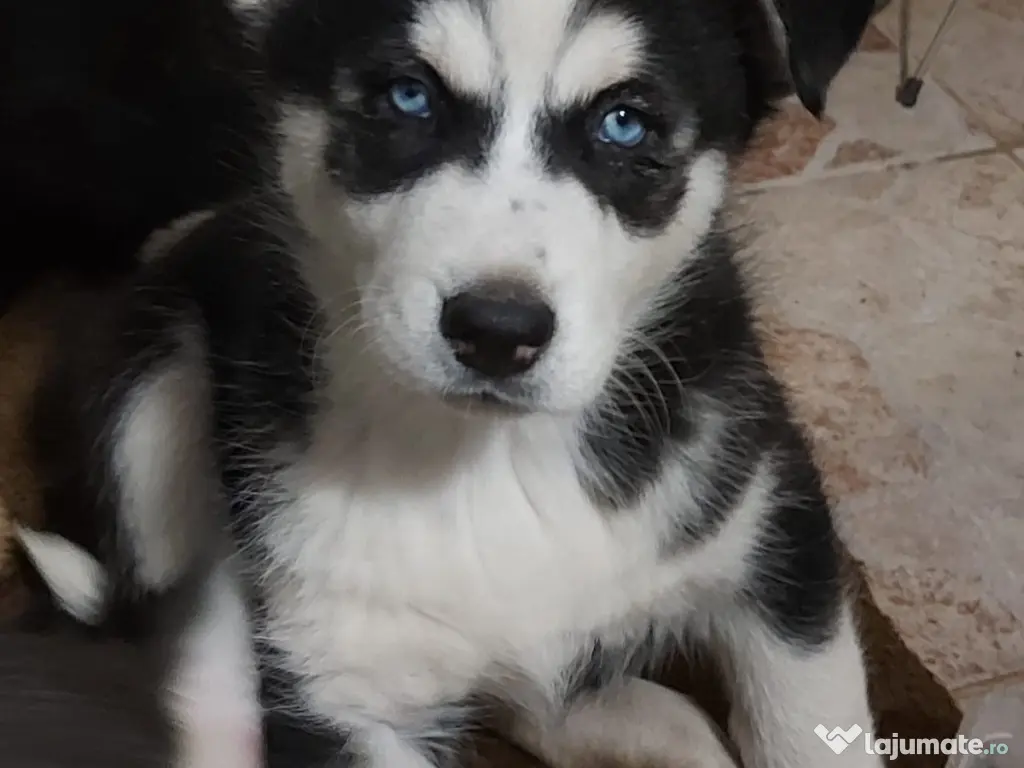 Pui husky de vanzare 